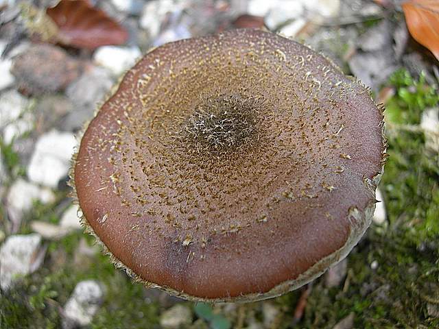 Funghi nella nebbia